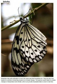 Пестрый мир бабочек