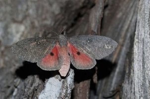 Пестрый мир бабочек