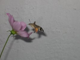 Пестрый мир бабочек