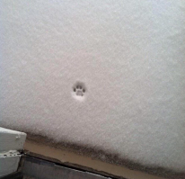 20 смешных домашних кошек, которым очень не нравится гулять на улице