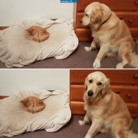 Секрет щенячьего взгляда