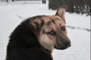 Секрет щенячьего взгляда
