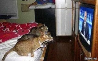 Смотрят все