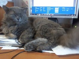 коты и причем капризули. вот сейчас лежит перед монитором и сердито бьёт хвостом