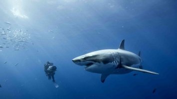 Самое опасное животное на планете. Справа - большая белая акула.