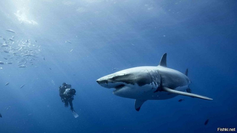 Самое опасное животное на планете. Справа - большая белая акула.