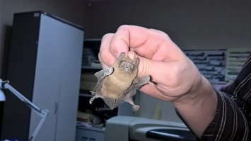 Тоже поймал в кабинете