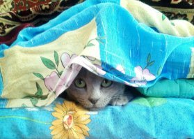 Летом в жару заползает под матрас и пару одеял, и там дрыхнет