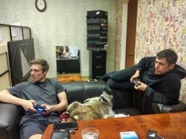 У Мамаева и Кокорина в камере живёт енот. Хорошо.