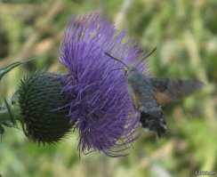Пестрый мир бабочек