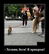 Собачьи демотиваторы