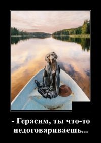 Собачьи демотиваторы