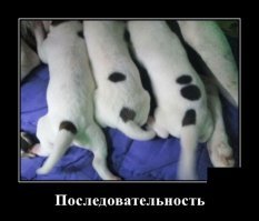 Собачьи демотиваторы