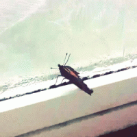 Пестрый мир бабочек