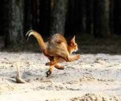 Фотовсячина