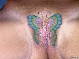 Пестрый мир бабочек