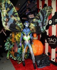 Пестрый мир бабочек