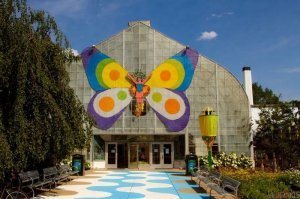 Пестрый мир бабочек