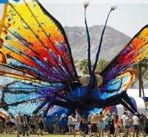 Пестрый мир бабочек