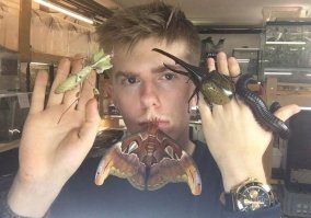 Пестрый мир бабочек