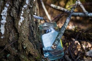 Сок берёзовый, не магазинный)