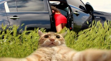 Картинки не для всех