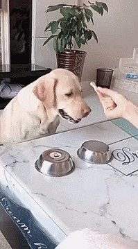 я буду жаловаться в службу защиты животных!