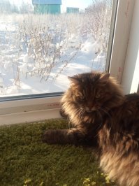 У меня зимой кошка так гуляет