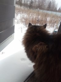 У меня зимой кошка так гуляет