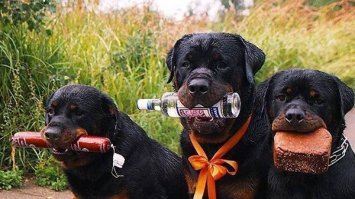 Собачьи демотиваторы