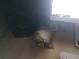 харош сидеть за компом...поиграй со мной, а....