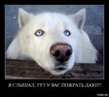 Собачьи демотиваторы