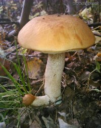 20  неожиданных и странных вещей, которые были найдены во время лесных прогулок