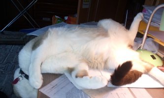 Красивых котиков пост