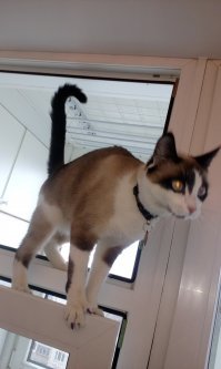 Красивых котиков пост