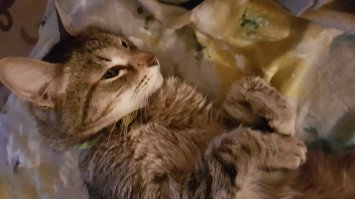 Красивых котиков пост