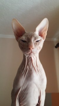 Красивых котиков пост