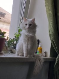 Красивых котиков пост