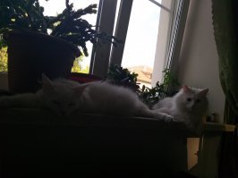 Красивых котиков пост