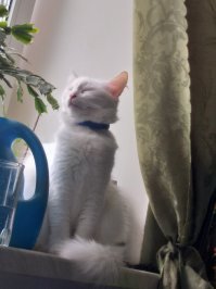 Красивых котиков пост