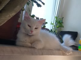 Красивых котиков пост