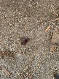 Разобрал деревянный пол в старом доме, а там были какие-то коконы. Кто знает чьи они?