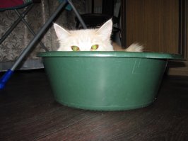 Кошачий фотопозитив