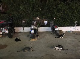 Крит
Котопаркинг