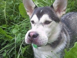 Вы владелец собаки. Это хорошо для вашего здоровья!