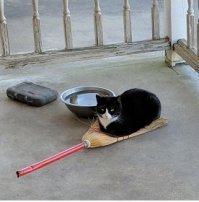 все кошки предпочитают устроиться на чем нибудь поудобнее пола