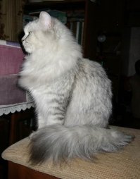 А у меня была сибирячка Мася (от Масяня - мультперсонаж такой помните?)