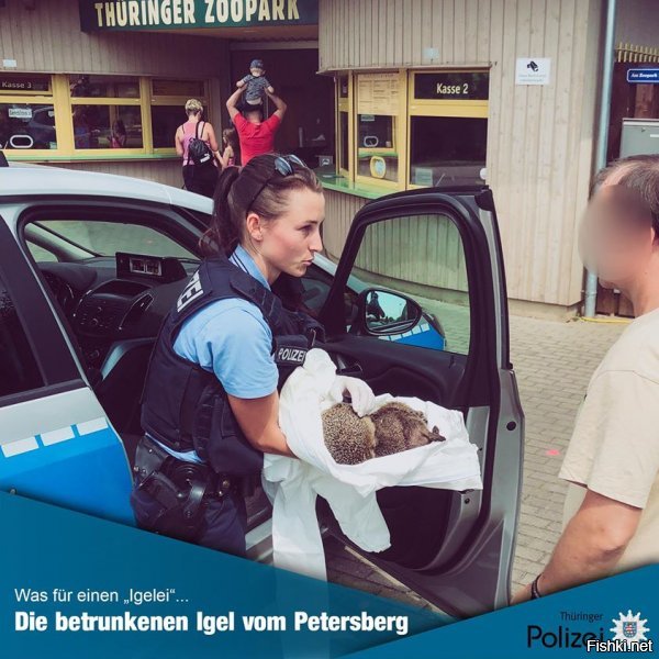 В Германии полицейские спасли двух ежей с похмельем 
"Что эти два колючих пьяницы делали в ночь на воскресенье, вероятно, останется их тайной. Тем не менее, очевидно, что их опьянение и последующая отключка связаны с разбитой бутылкой отличного яичного ликера",   говорится в сообщении полиции.
После звонка местной жительницы сотрудники полиции нашли ежей на детской площадке "практически обездвиженными". 
"Взаимодействовать с пьяницами и установить их личности было крайне сложно, так как у обоих остались лишь размытые воспоминания о том, что произошло, об их окружении и об их бренном существовании",   шутит полиция.
Офицеры осторожно завернули ежей в ткань и отвезли в зоопарк, где им окажут помощь, после чего выпустят на волю. В полиции уточнили, что один из них уже пришел в себя и "ждет своего коллегу".