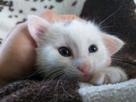 Кошачий фотопозитив