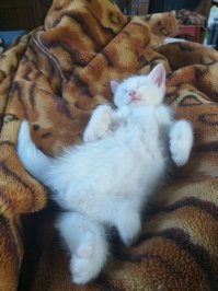 Кошачий фотопозитив